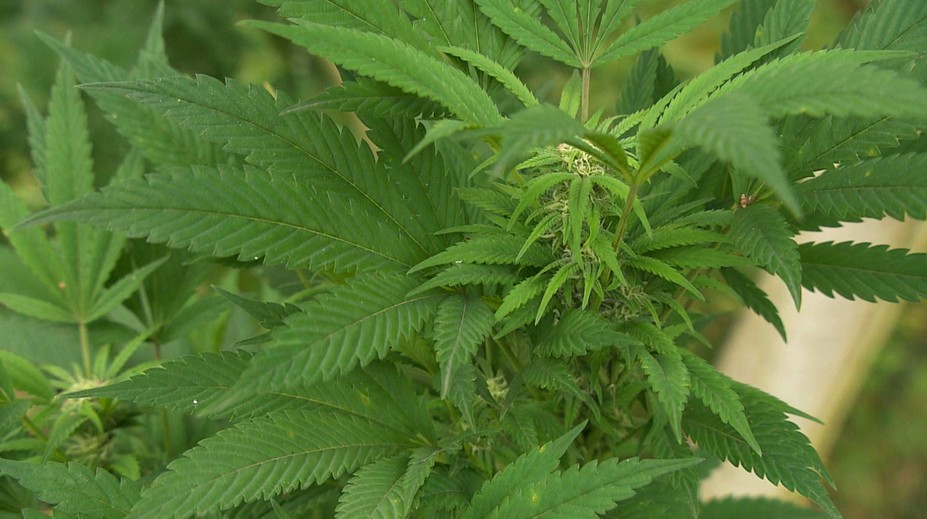 Konec výrobků s CBD? Inspekce chce zakázat jejich prodej