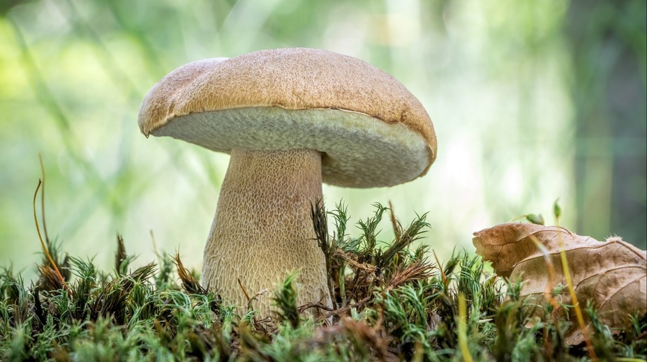 Houbařská sezóna začíná. Loňská byla nejlepší za posledních 10 let, říká mykolog