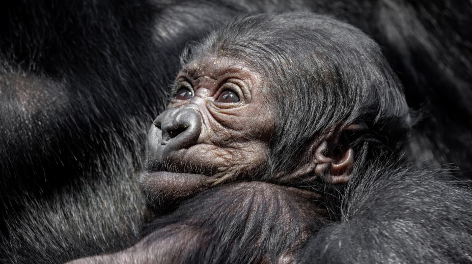 Malá gorila v pražské zoo je samička. Pohlaví odhalily genetické testy