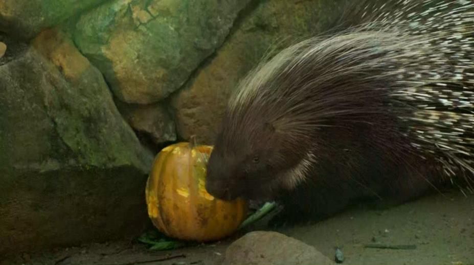 Před pražskou zoo se tvoří fronty. Zvířata si užívají dýňové hody