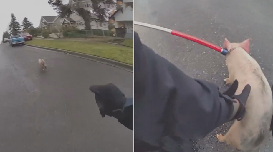 VIDEO: Kuriózní policejní honička. Policistům dal zabrat čtyřnohý rychlík