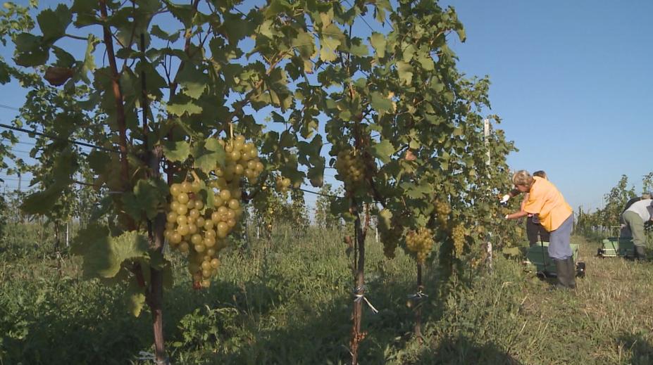 Některé bobule mají velikost hrášku, popisuje dopady sucha na vinicích Eller