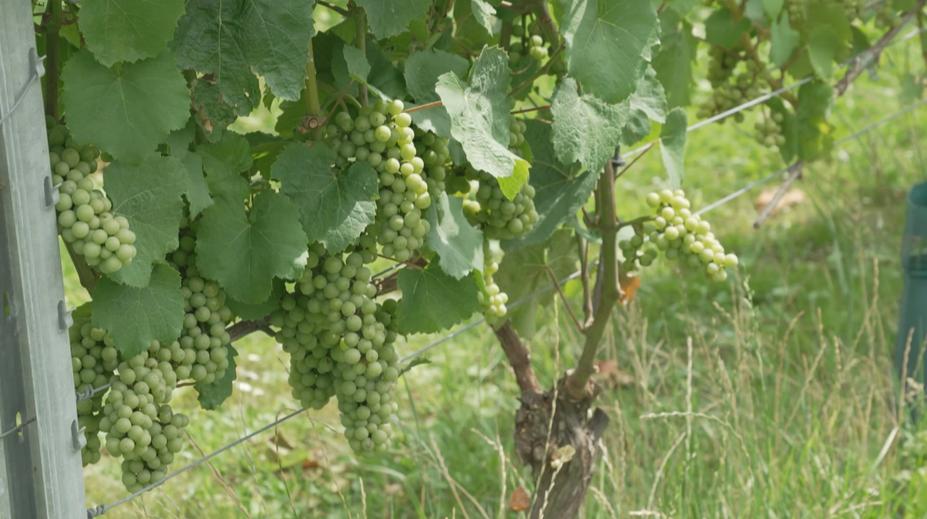 Sklizeň vína se chýlí ke konci. Kvůli suchu bude o třetinu nižší, říká odborník