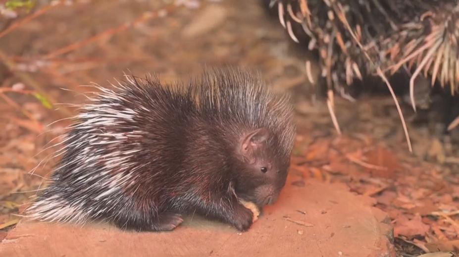 VIDEO: Denní dávka roztomilosti: Mládě dikobraza objevuje svět