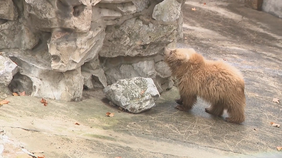 VIDEO: Tohle je hvězda zoologické zahrady. Lidem připomíná špinavého plyšáka