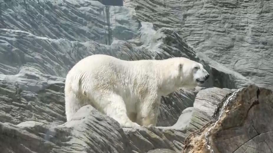 Vedra pokračují. Jak je zvládají zvířata v zoo?