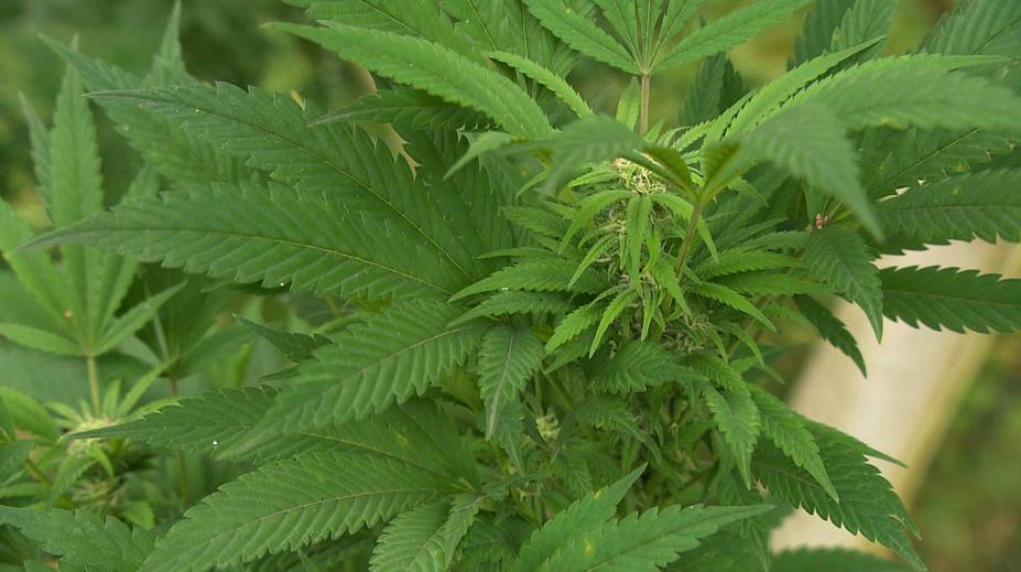 Konec výrobků s CBD? Inspekce chce zakázat jejich prodej