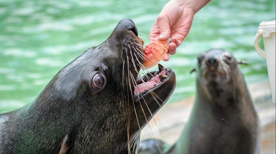 Pražská zoo zdraží vstupné. Nejvýhodnější bude přes e-vstupenky