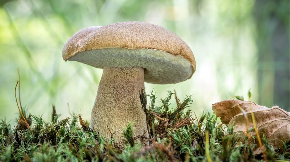 Houbařská sezóna začíná. Loňská byla nejlepší za posledních 10 let, říká mykolog
