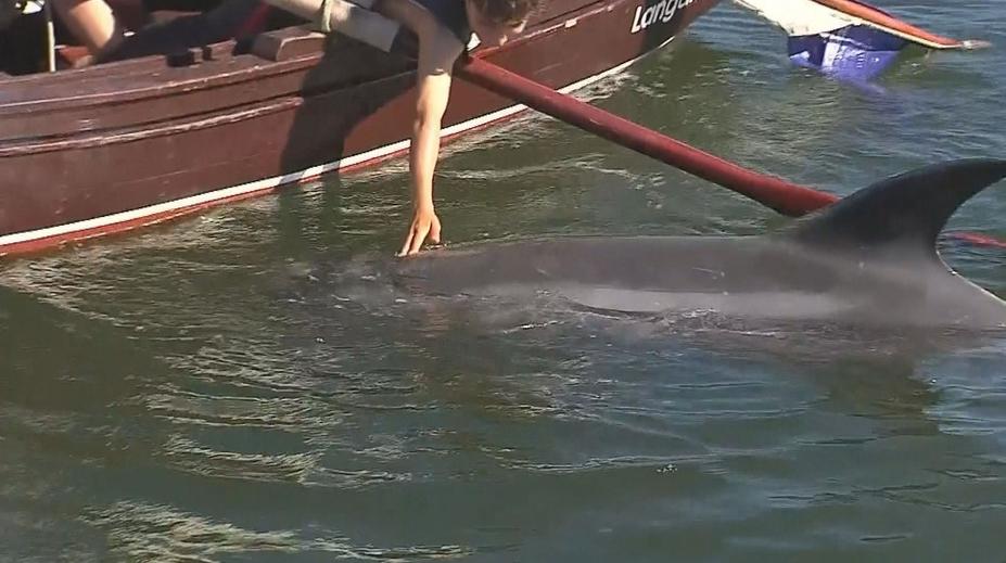 VIDEO: Parťáci z přístavu. Videa delfína se čtyřnohým kamarádem obletěla svět
