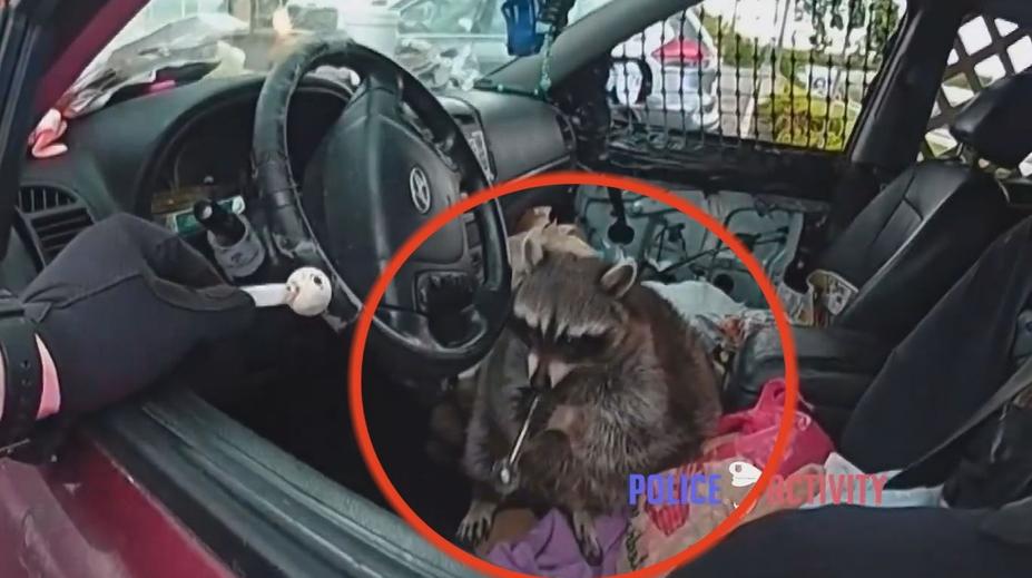 VIDEO: Mýval na drogách? Policie nevěřila svým očím, když viděla zvíře s dýmkou na pervitin