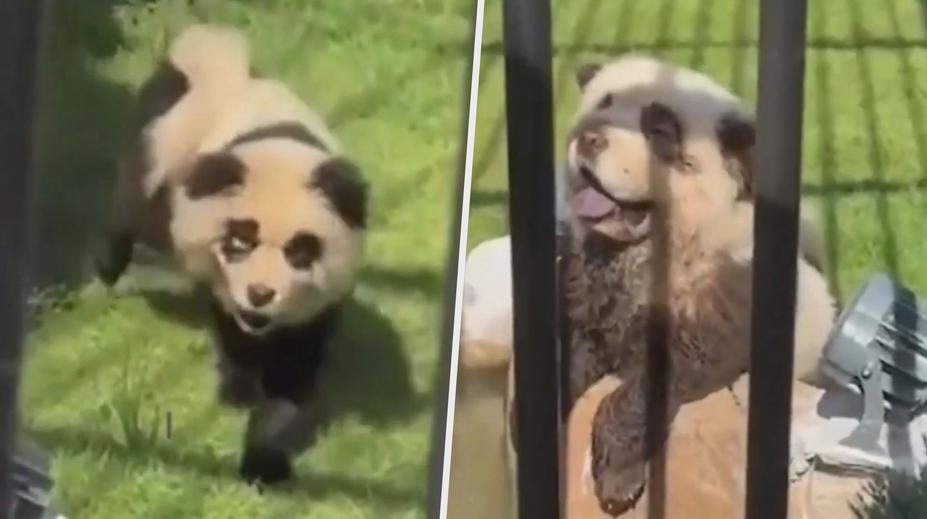 VIDEO: Zoo se pyšnila falešnými pandami. Mláďata ale začala štěkat