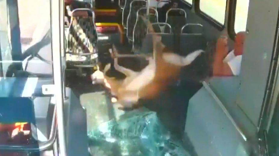 VIDEO: Jelen proskočil sklem autobusu. Málem skončil v klíně cestujícího