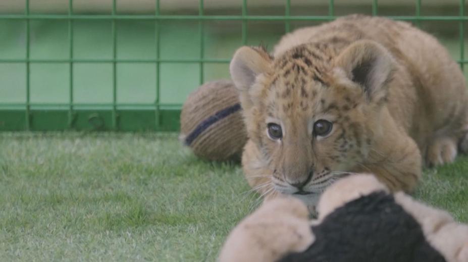 VIDEO: V zoo se narodilo výjimečné zvíře. Má jít o křížence lva a tygra