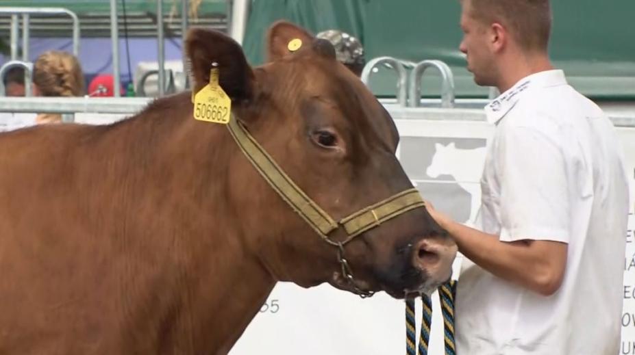 Přehlídka nejkrásnějších českých krav: V Budějovicích vrcholí agrosalon Země živitelka