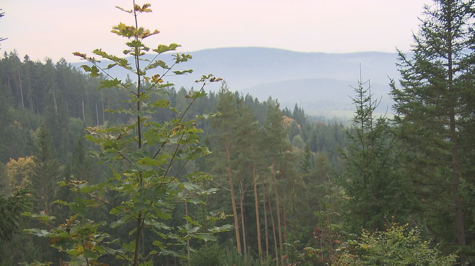 Šumava v létě praskala ve švech. Kolik kilometrů denně nachodí strážci?