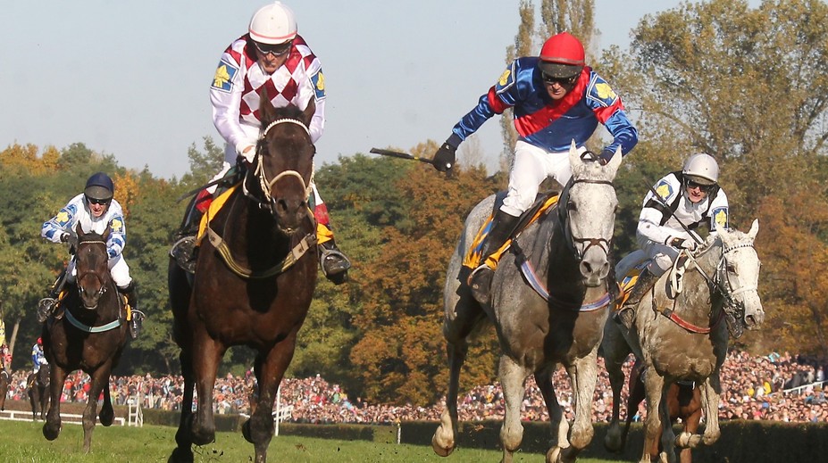 Dostihový svět truchlí. Odešel legendární Amant Gris, hrdina i smolař Velké pardubické