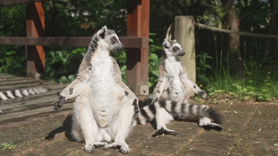 Ostravská zoo stále hledá uprchlého lemura. Na svobodě vydrží i několik týdnů