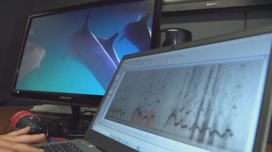 Odborníci zkoumají delfíní řeč pomocí umělé inteligence. Přináší nové poznatky