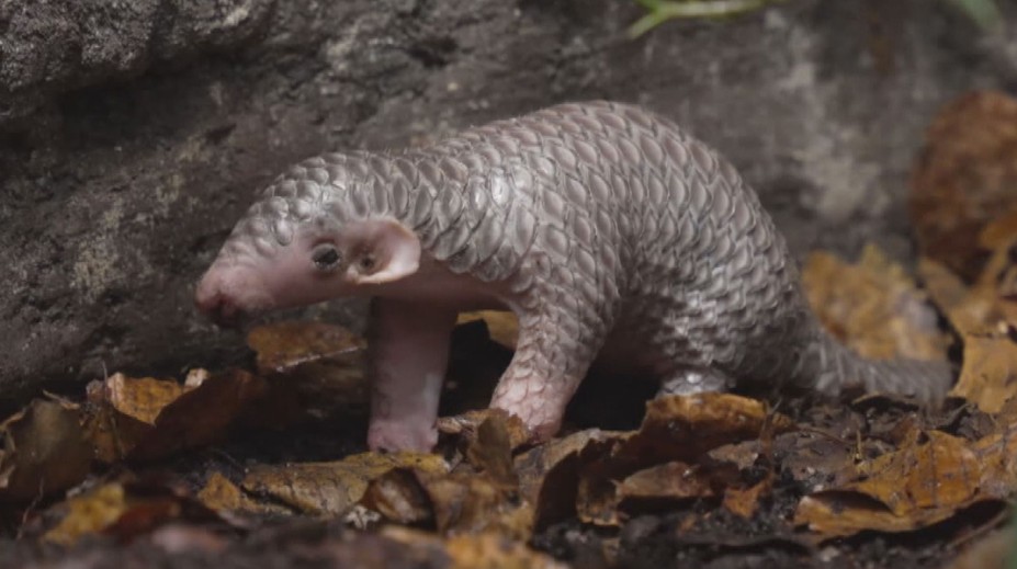 Druhé mládě luskouna v pražské zoo už má jméno Connie. Vybrali ho návštěvníci