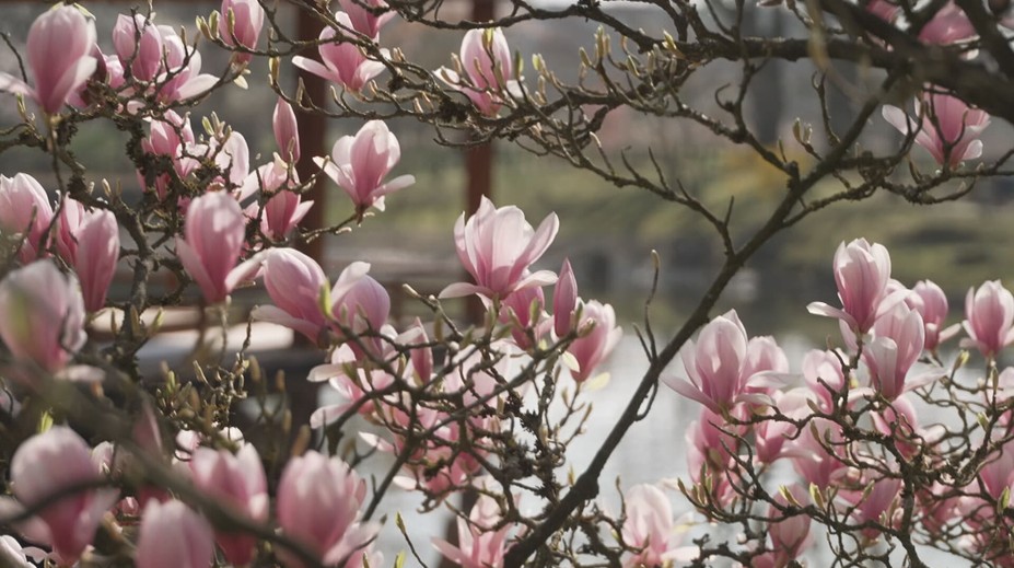 Dechberoucí podívaná. Největší japonská zahrada v Evropě vítá první návštěvníky