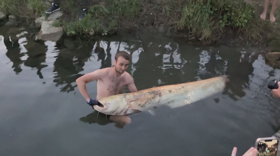 Táborníci z Otrokovic ulovili vzácného sumce. Vážil přes 60 kg a měřil 2 metry