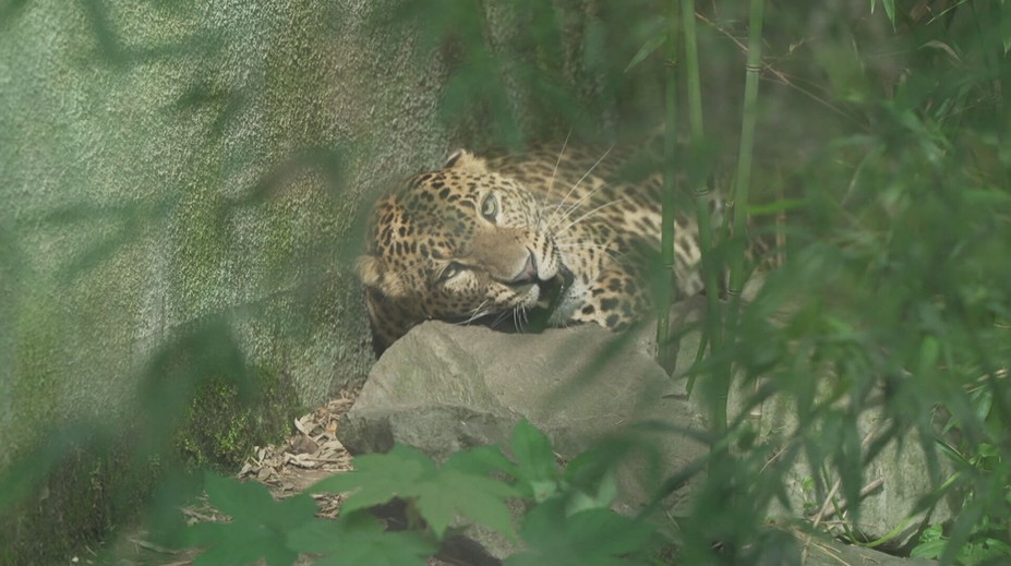 V ústecké zoo otevřeli pavilon šelem. Návštěvníci tam uvidí i nové přírůstky