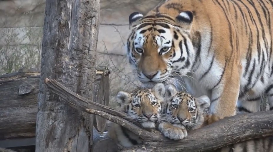 To je roztomilost! Zoologická zahrada Hluboká se pyšní novým přírůstkem