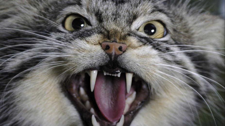 Ze zoo v Poznani utekla kočkovitá šelma. Někdo ji mohl úmyslně vypustit