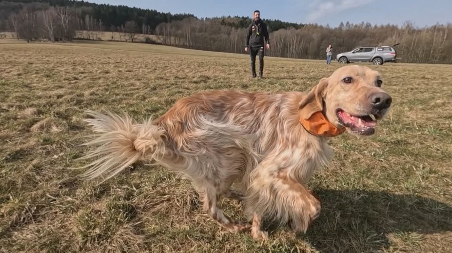 Češi slaví úspěch: Čtyřnohý Batman si odvezl z mistrovství Evropy medaili