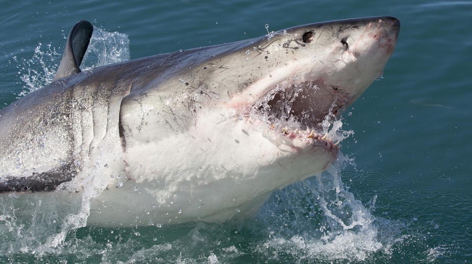 Dva žraloci koordinovaně roztrhali muže u pobřeží. Byli velcí jako auto