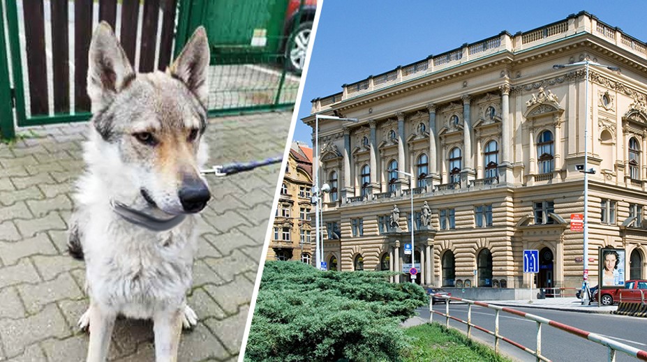 PŘEHLED: Stát prodává zajímavé domy. Získat ale můžete dokonce i psa