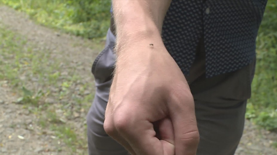 Proč komáři útočí právě na vás? Důvodů může být několik