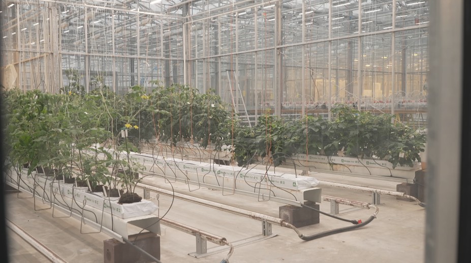 Các nhà khoa học đã phát triển loại cà chua mới. Có thể trồng cả trên sao Hỏa