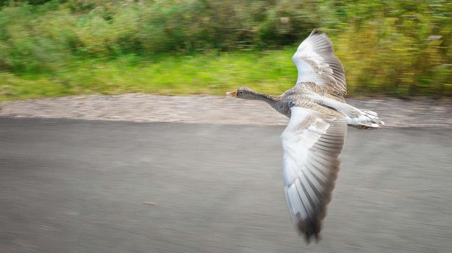 Ptải chứng tiến dạng mới. 40.000 cách sẽ bị tiêu hủy