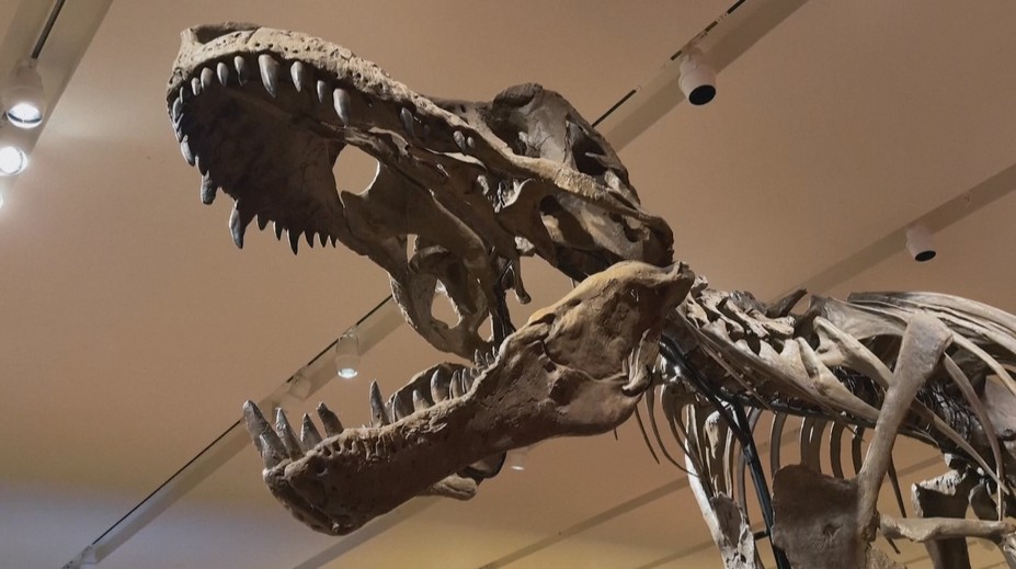 Lidé mají jedinečnou možnost. V aukci se bude dražit kostra Tyrannosaura rexe