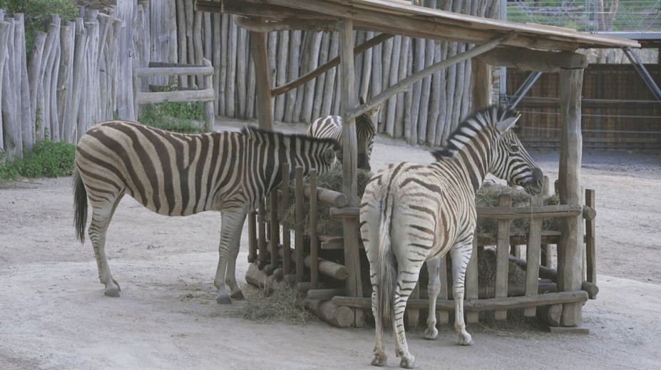 Jihlavská zoo přišla o tři zebry. Dvě samice odjely, třetí zahynula při porodu