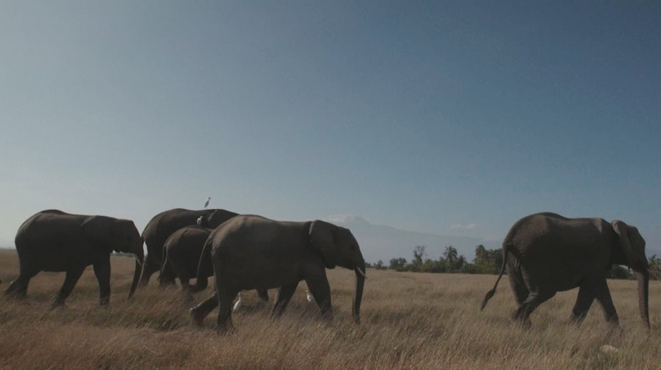 Africká země vyhrožuje Německu. Pošleme vám 20 tisíc slonů, prohlásila