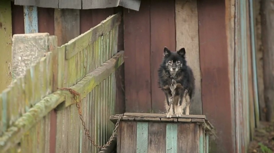 Veterináři odhalili letos už desítky případů týrání zvířat. Majitelům hrozí vysoké pokuty