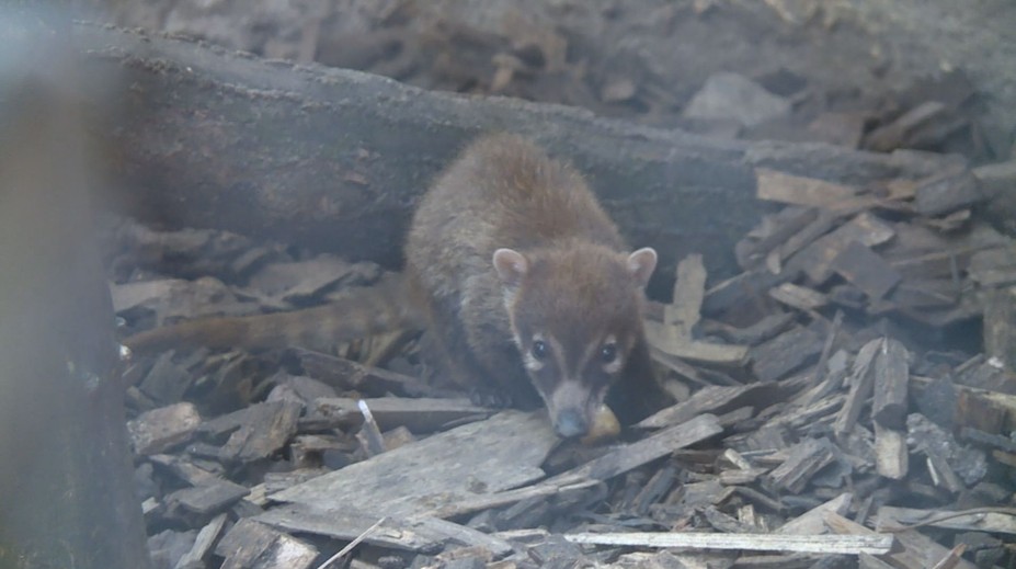 Vzácný přírůstek v jihlavské zoo. Narodil se tam nosál bělohubý