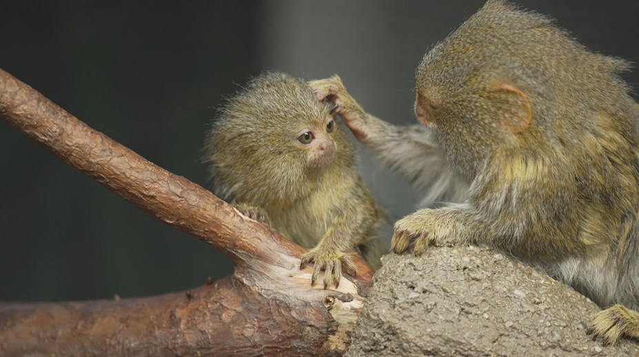 Đôi sinh đôi khỉ nhỏ nhất thế giới ra đời tại sở thú Olomouc