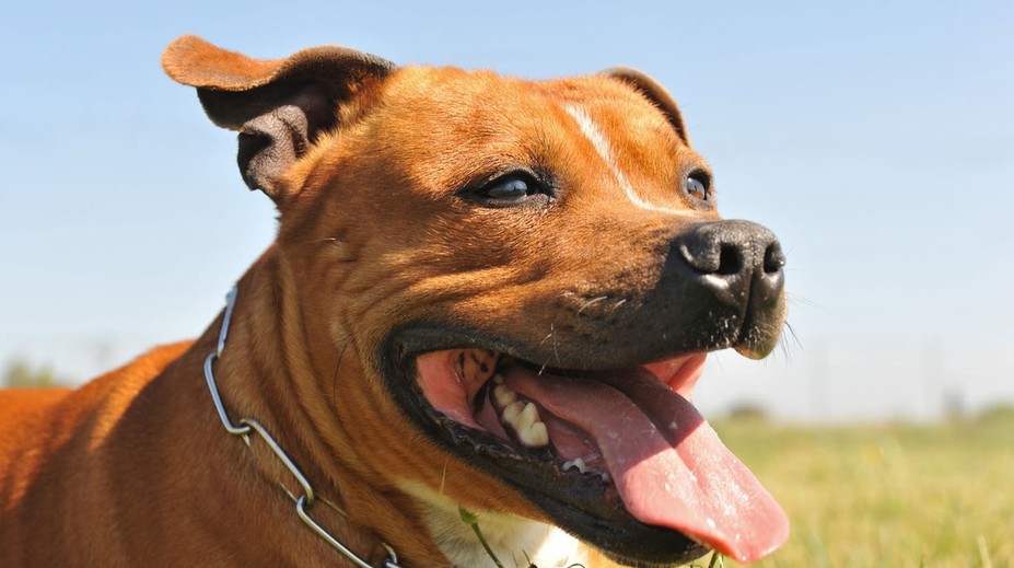 Podřízl fenu, půjde do vězení. Za kruté týrání zvířete dostal mladík čtyři roky