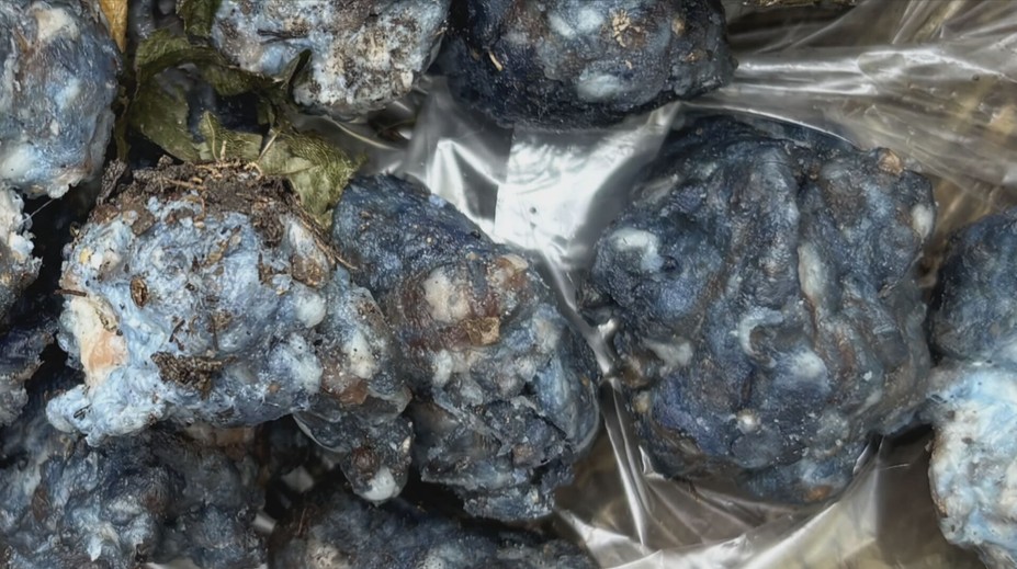 V Liberci řádí travič psů. Lidé nacházejí v zahradách otrávené masové kuličky
