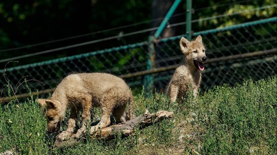 Chlupatá radost v Brně. V zoo se narodila dvě štěňata vlků arktických