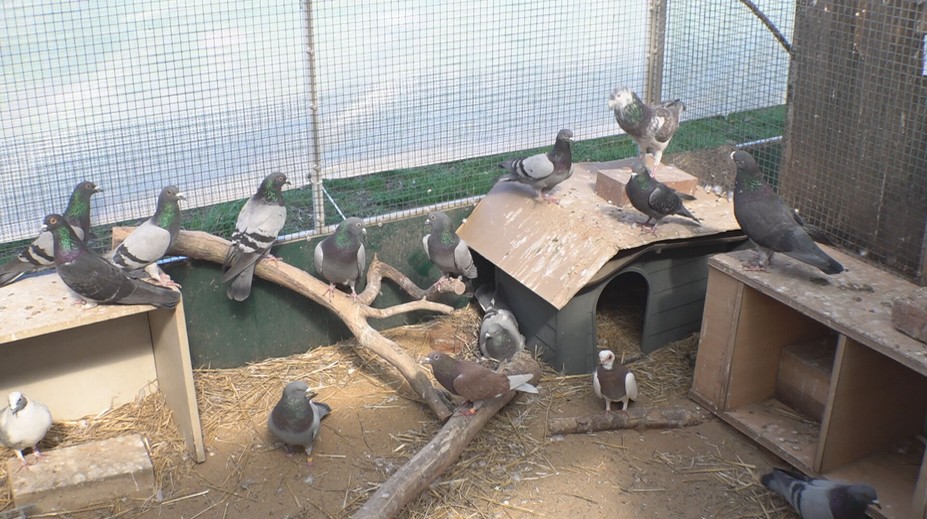 Prahu trápí přemnožení holubi. Rozhodla se jednat, odborníci krok kritizují