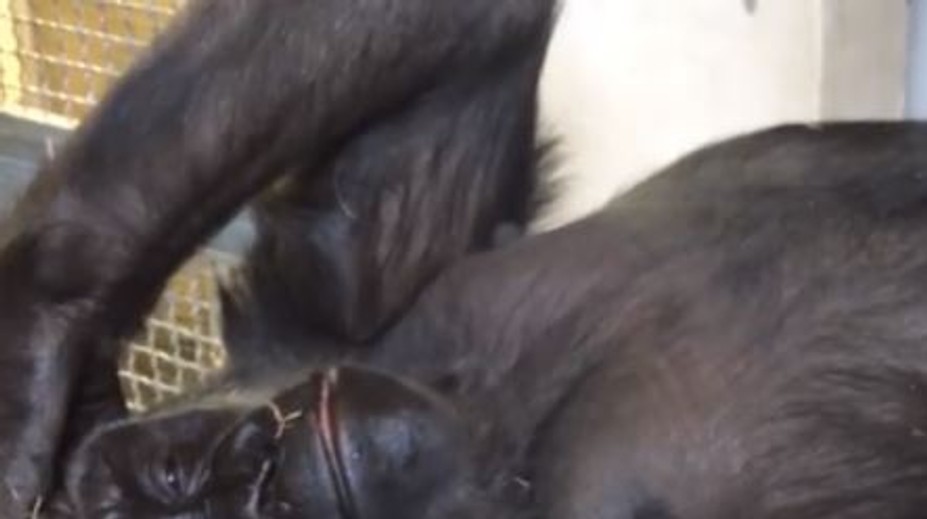 Dojemné video: Zoo zveřejnila záběry z unikátního porodu gorily