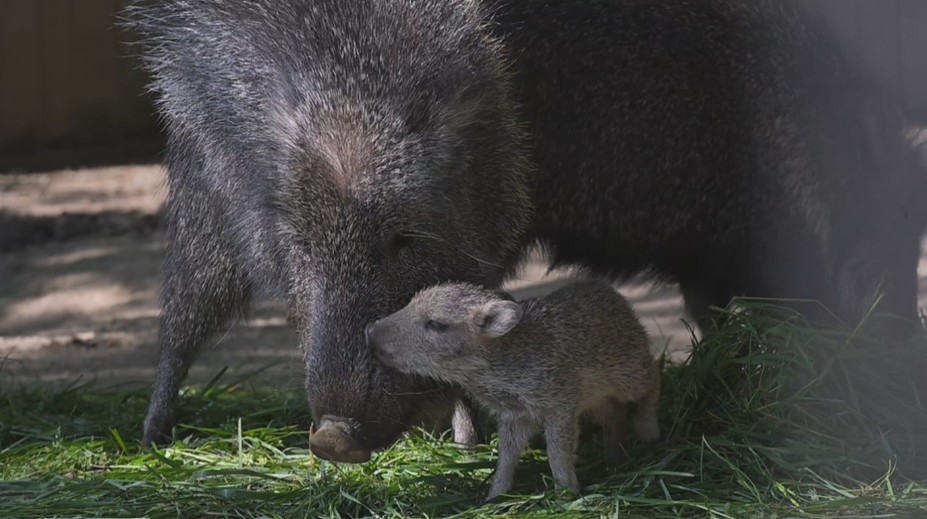 Jihlavská zoo se raduje. Narodilo se tam mládě kriticky ohroženého sudokopytníka