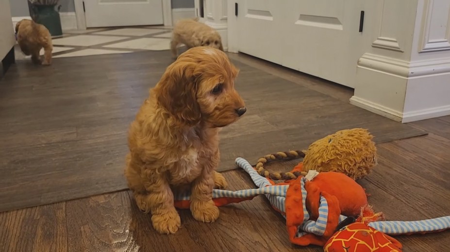 Roztomilí kříženci dobývají svět. Nejsou v registrech plemen a stojí desítky
tisíc