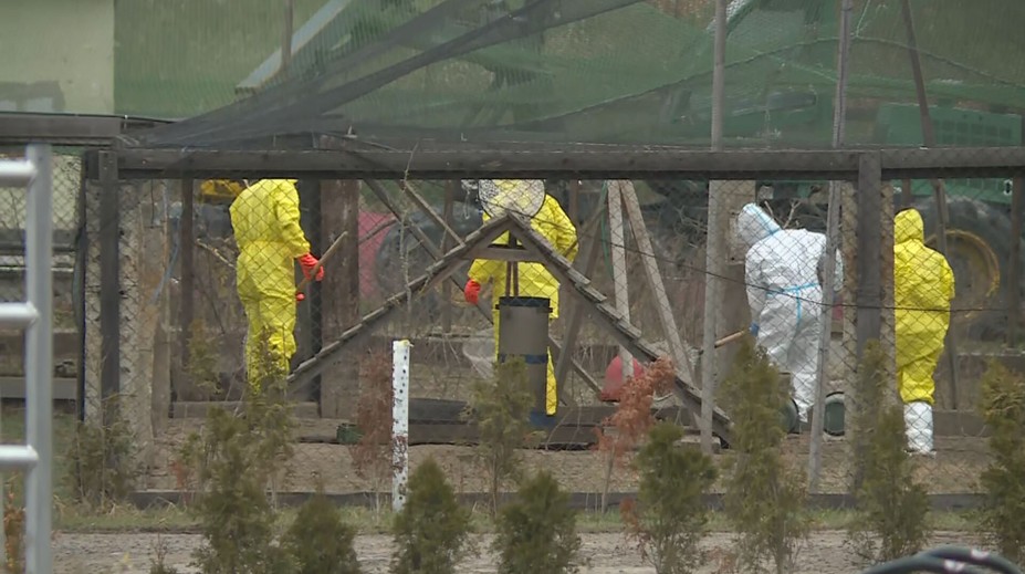 Na Písecku začala likvidace chovu bažantů. Testy potvrdily ptačí chřipku H5N1