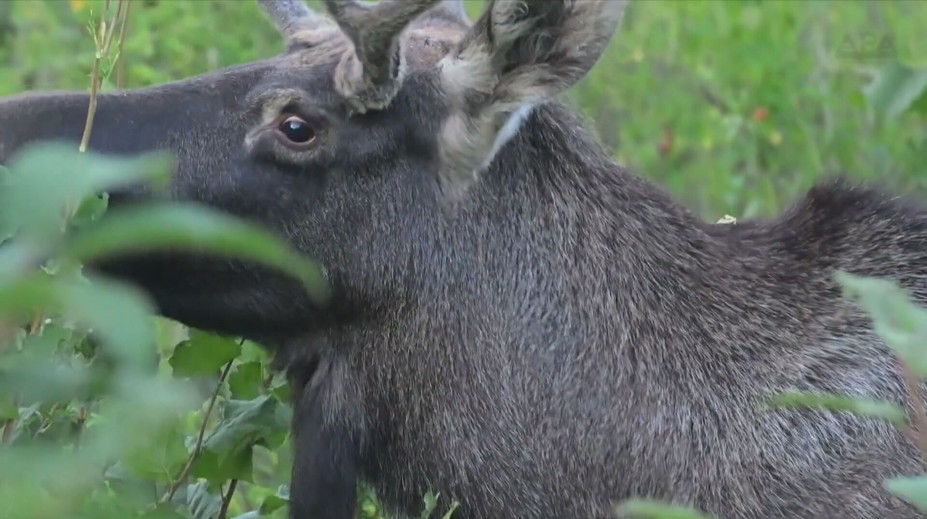 Putování losa Emila sledovaly desetitisíce lidí. Teď o něm vyšla kniha